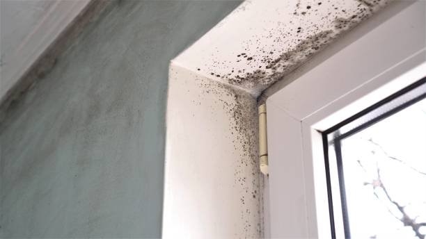 Best Office Mold Removal Services  in , WA