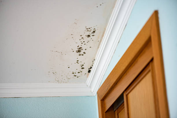 Best Residential Mold Removal  in , WA