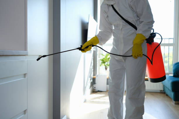 Best Black Mold Removal  in , WA