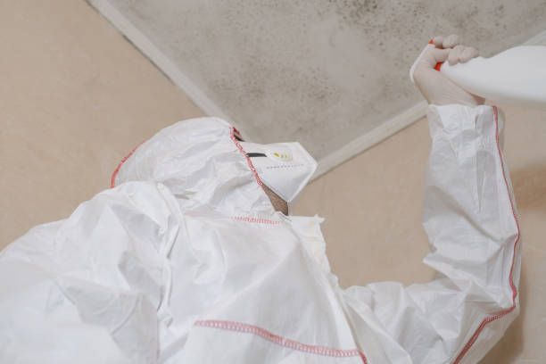 Best Mold Damage Repair  in , WA